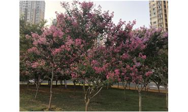 夏秋季節(jié)，錫城首次驚現(xiàn)紫薇花開美景